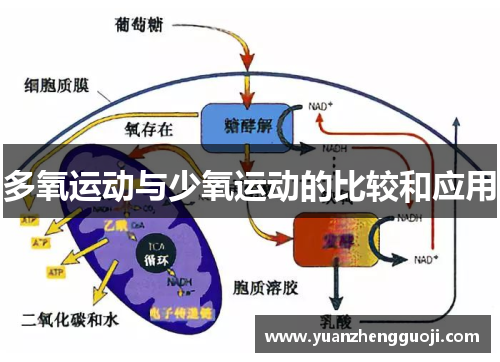 多氧运动与少氧运动的比较和应用